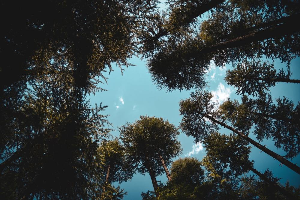 A Traveler's Guide to Nathiagali and Ayubia