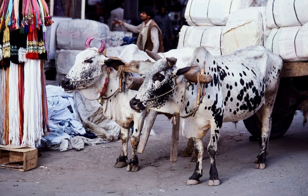 Getting to the Qurbani Mandi: A Transport Guide